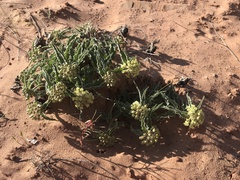 Asclepias macrosperma