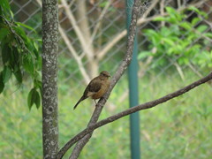 Turdus grayi