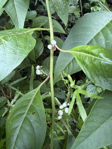 Deeringia polysperma observed 2026-08-12