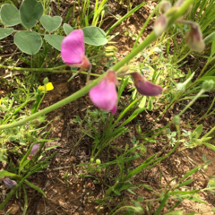 Tephrosia lindheimeri