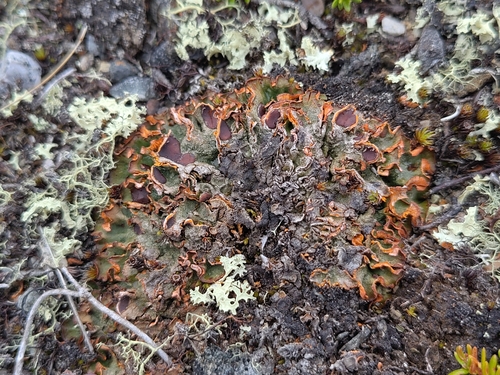 Chocolate Chip Lichen