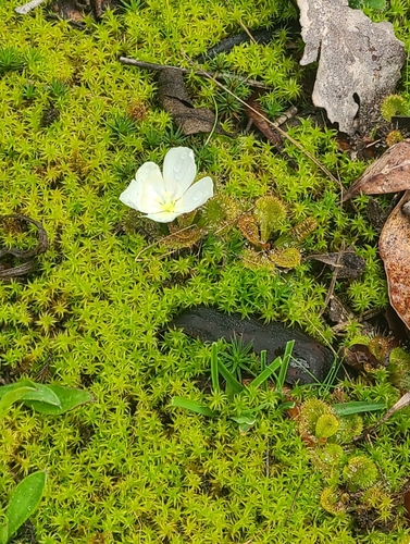 scented sundew
