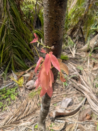 Cynometra ramiflora observed 2026-08-09