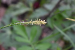 Carex hirtifolia