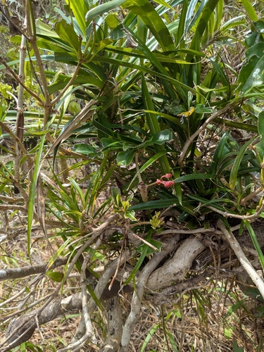 Medinilla medinilliana observed 2026-08-09
