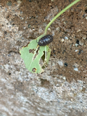 Armadillidium vulgare