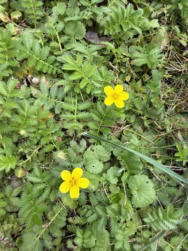 common silverweed