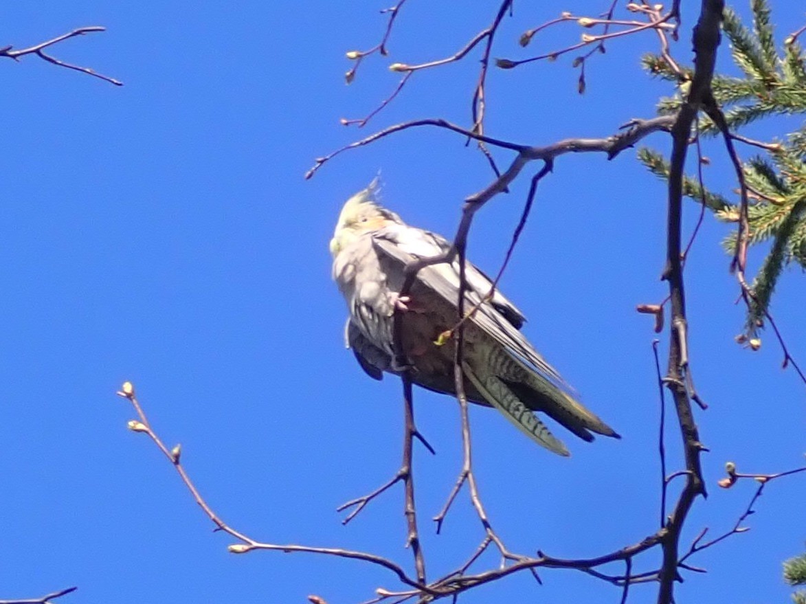 Cockatiel illustration