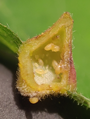 Phylloxera caryaefallax