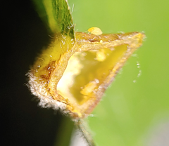 Phylloxera caryaefallax