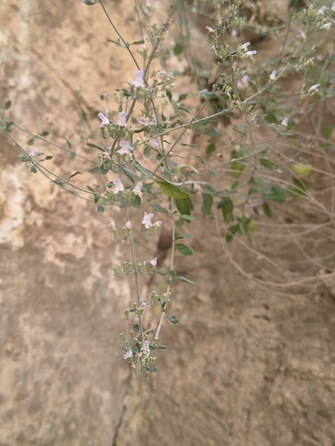 Clinopodium serpyllifolium, photograph 4