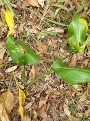 Proiphys cunninghamii