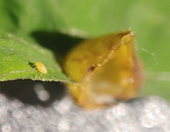 Phylloxera caryaefallax