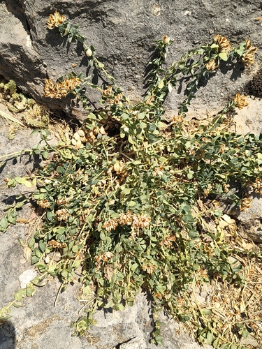 Telephium imperati