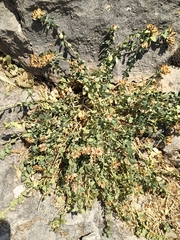 Telephium imperati