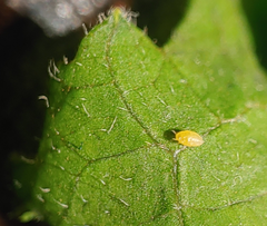 Phylloxera caryaefallax