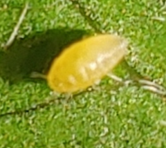 Phylloxera caryaefallax