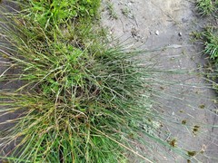 Juncus occidentalis