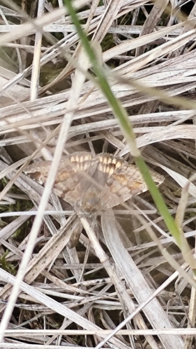 Burnet Companion