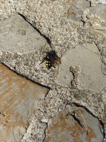 Mammoth Scoliid Wasp
