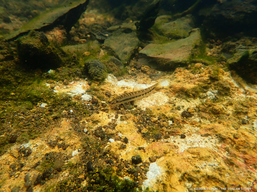 Arrow Loach