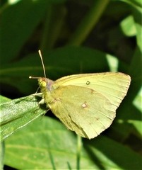 Colias harfordii