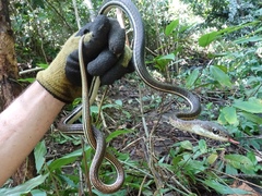 Dendrelaphis caudolineatus