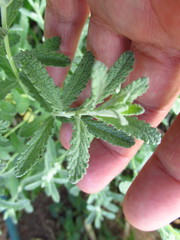 Buddleja scordioides