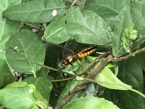 Scarlet Adjutant
