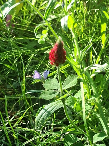 crimson clover