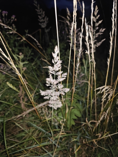 Bushgrass
