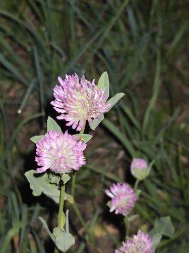 Red Clover