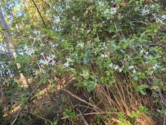 Rhododendron serrulatum