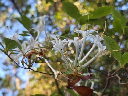 Rhododendron serrulatum, photograph 1