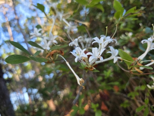 Rhododendron serrulatum, photograph 2
