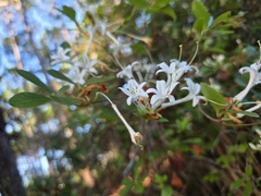 (c) Scott Allen Davis, some rights reserved (CC BY) Rhododendron serrulatum, photograph (c) Scott Allen Davis, some rights reserved (CC BY)