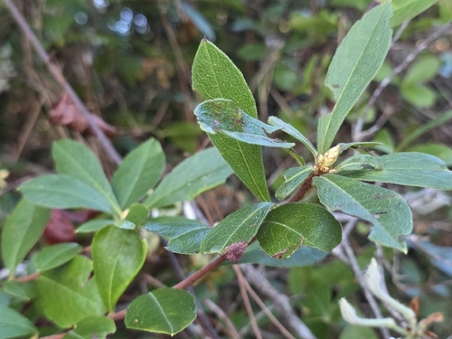 Rhododendron serrulatum, photograph 3