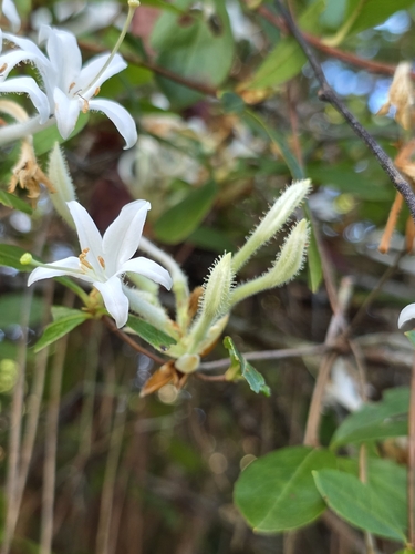 Rhododendron serrulatum, photograph 4