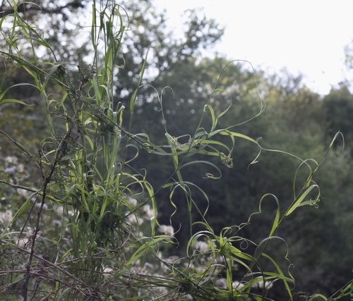 Melica sarmentosa