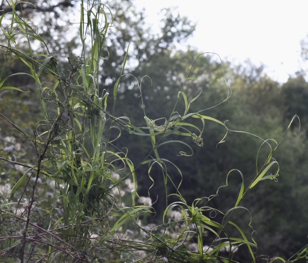 Melica sarmentosa