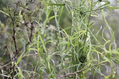Melica sarmentosa