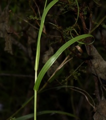 Melica sarmentosa