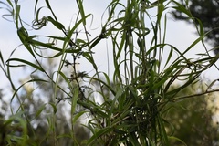 Melica sarmentosa