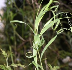 Melica sarmentosa