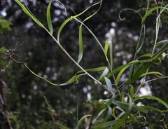 Melica sarmentosa