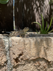 Sceloporus occidentalis
