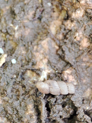 Truncatella subcylindrica, 2026-07-26