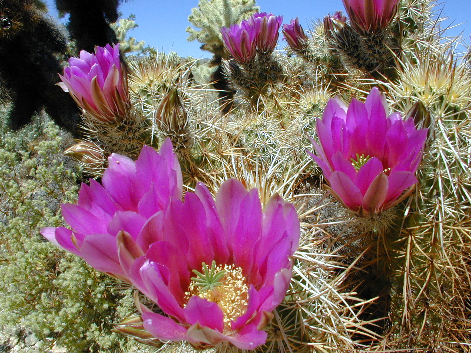 Engelmann's Hedgehog Cactus (Echinocereus engelmannii)  iNaturalist