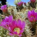 Engelmann's Hedgehog Cactus - Photo (c) Dawn Endico, some rights reserved (CC BY-SA)