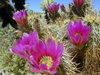Engelmann's Hedgehog Cactus - Photo (c) Dawn Endico, some rights reserved (CC BY-SA)
